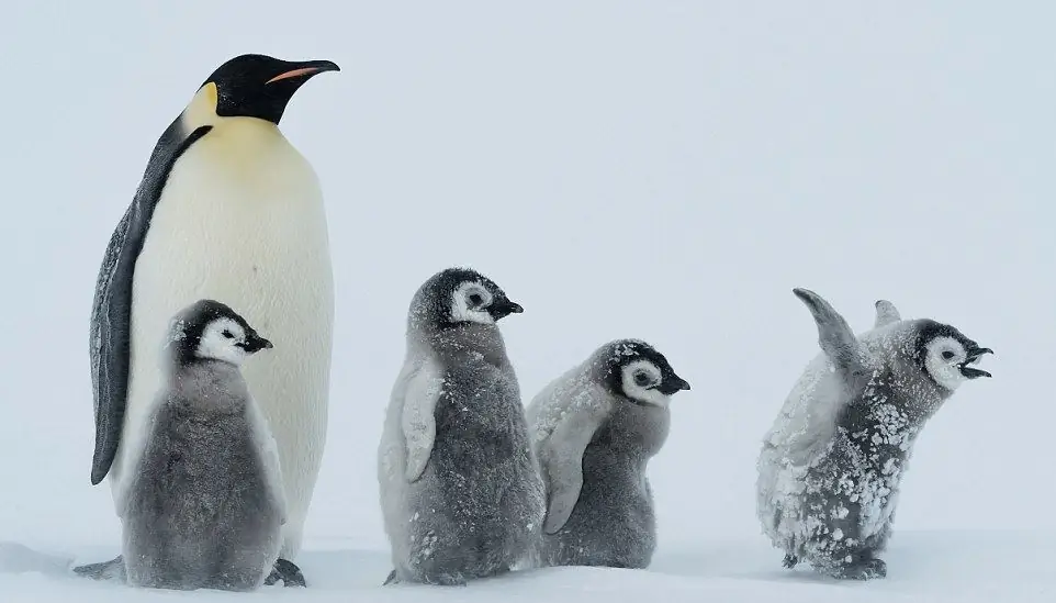 Profesioni i rrokullisjes së pinguinit, përshkrimi i punës