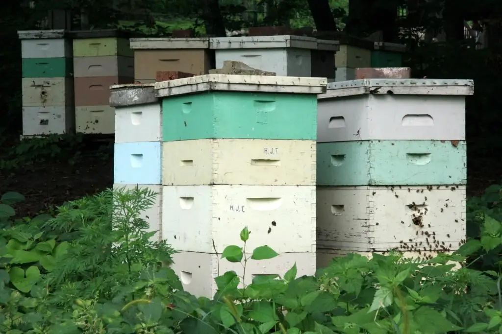 Elevage d'abeilles dans des ruches multicoques : technologie et méthodes