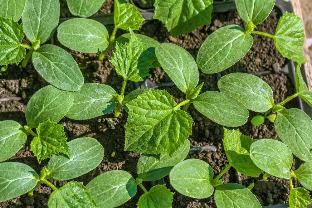 Ogórek długoowocowy: najlepsze odmiany, zdjęcia z opisami