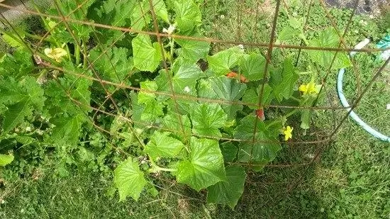 Výnos tekvice na 1 hektár. Skladovanie a príprava