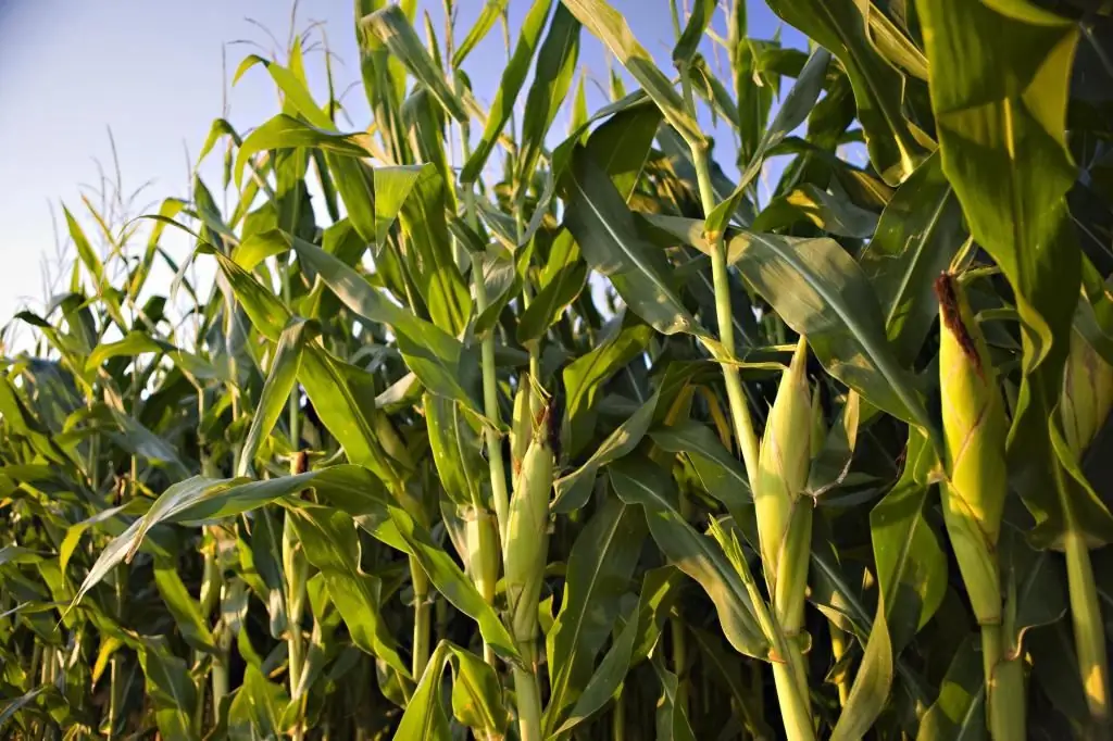 Corn: cultivation technology, features of planting, cultivation and care