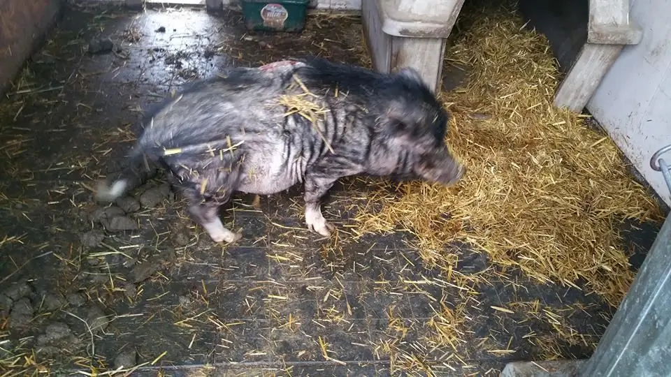 Gastro-enteritis bij varkens