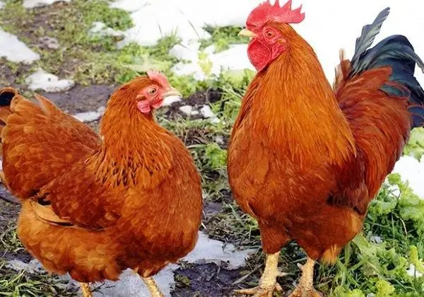 Kuban pulang lahi ng mga manok: mga review, paglalarawan, mga katangian, mga tampok ng nilalaman, pagpapakain at pangangalaga