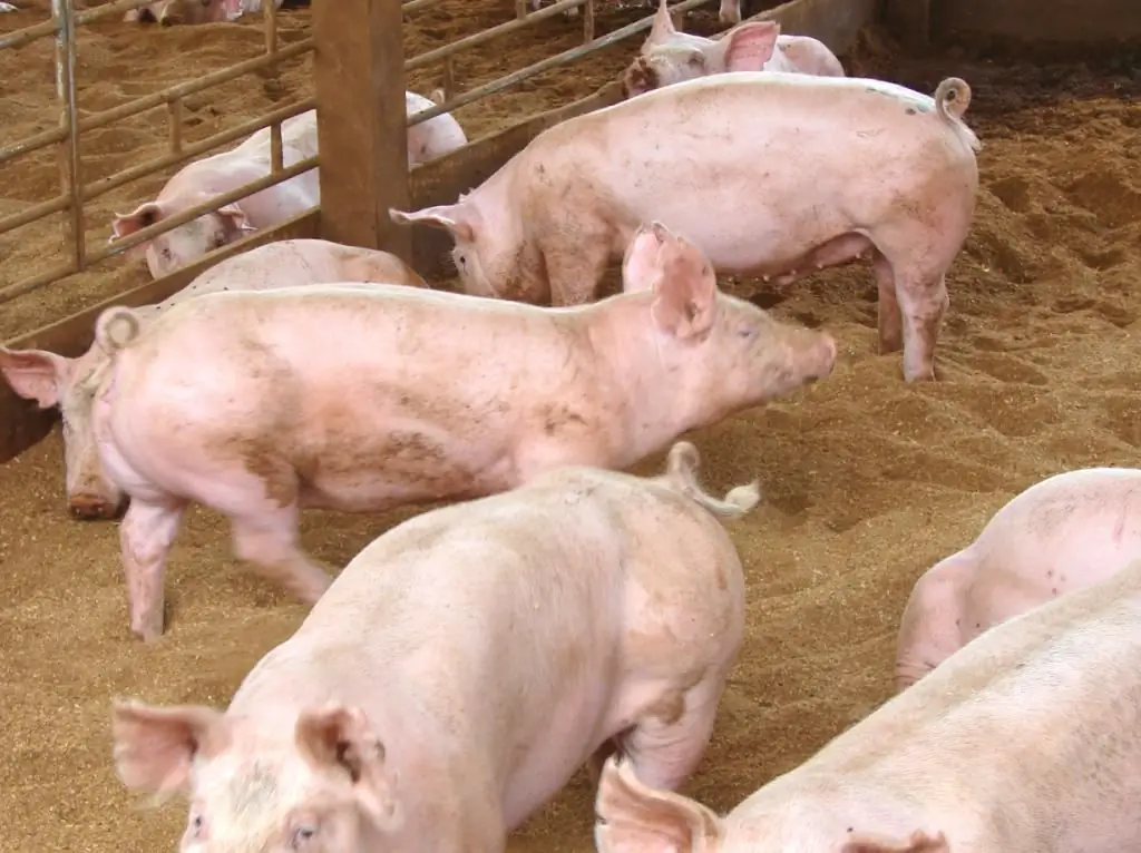 Thuis varkens fokken - kenmerken, fokken en onderhoud