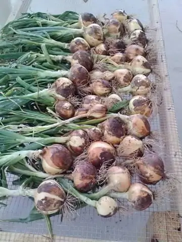 De ui voorbereiden om op het hoofd te planten. Uiensets voorbereiden voor het planten. De grond voorbereiden voor het planten van uien in het voorjaar