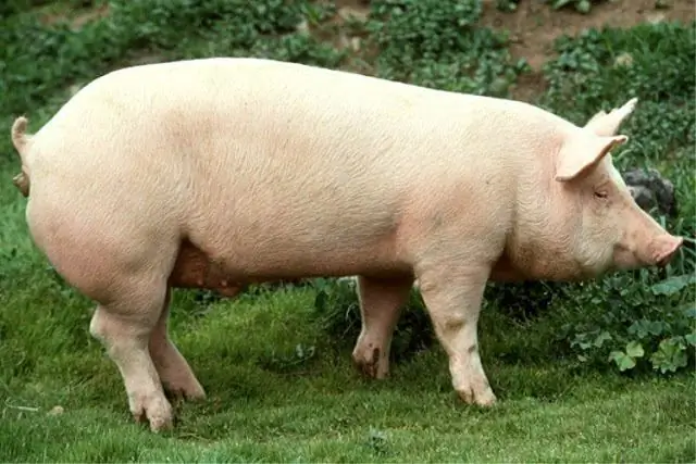 Wie viele Jahre lebt ein Schwein in einem Haush alt: durchschnittliche Dauer