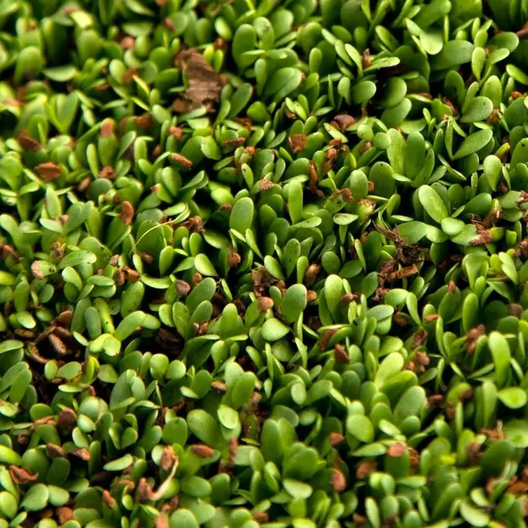 Alfalfa viherlantana: viljely, hoito, hyödylliset ominaisuudet