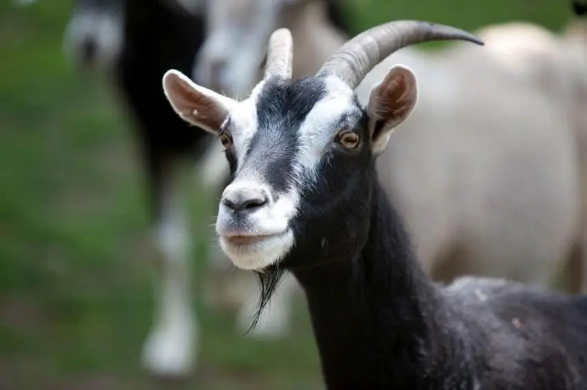 How many years do goats live: average life expectancy, maximum age