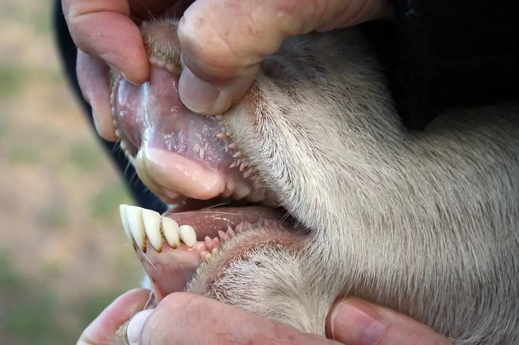 dientes de cabra joven