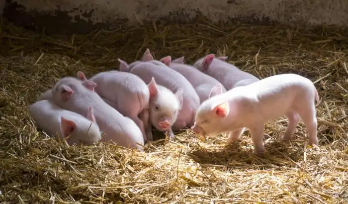 Diarrhea in a piglet: causes and treatment. What to feed piglets