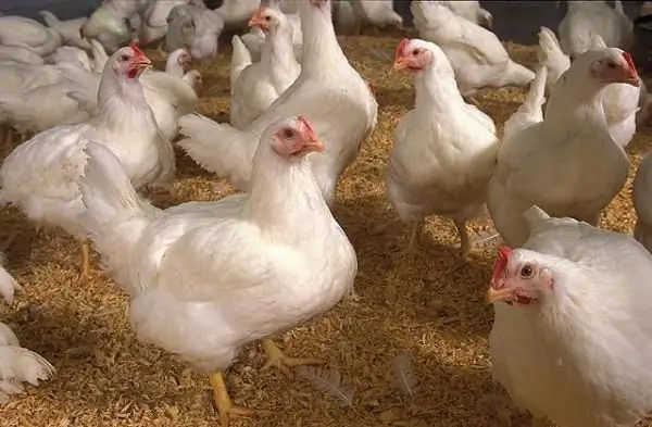 broiler chicken rearing