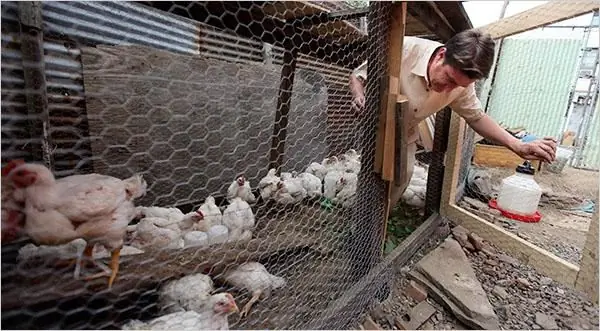 Com fer créixer pollastres broiler a casa amb èxit?