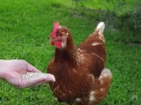 Cara memberi makan ayam petelur: pola makan dan pola makan