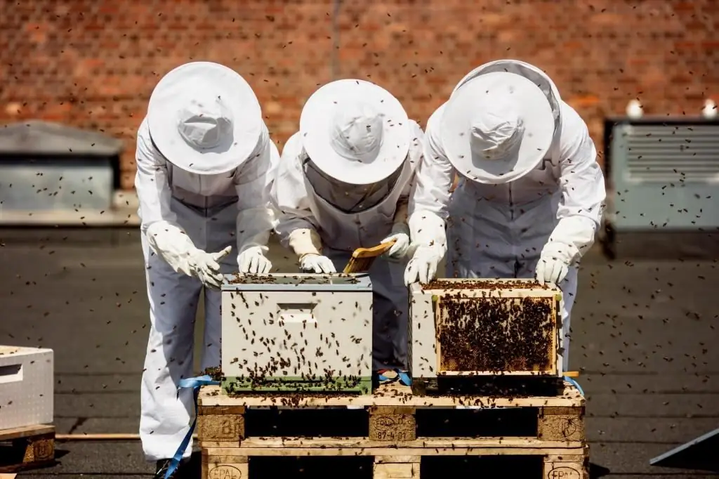 Apiary: plani i biznesit dhe përfitimi i biznesit