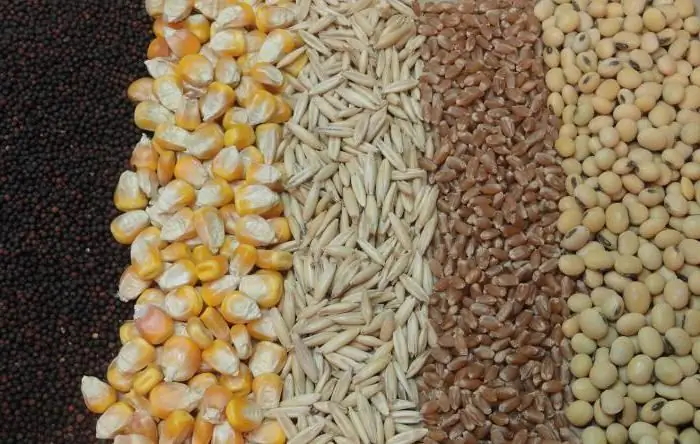 Fodder grain: quality and storage. How is feed grain different from regular grain?