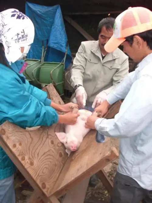 Castración de lechones: métodos, equipo, consejos útiles