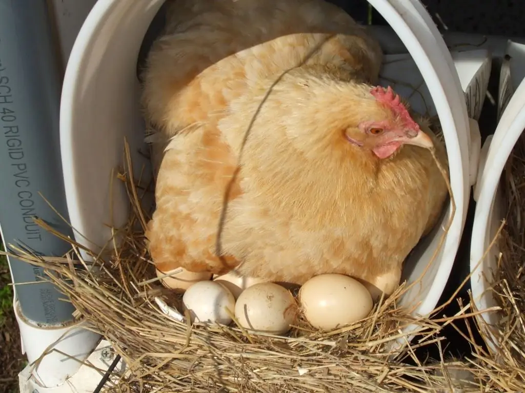 Bagaimana cara meningkatkan produksi telur ayam di rumah? Fitur dan cara untuk meningkatkan