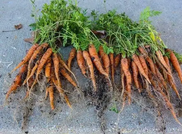 Fertilizer for carrots and its proper cultivation