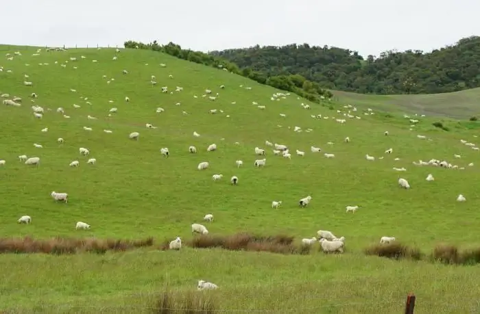 pasto para humanos