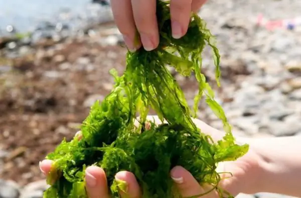 alimentation au pâturage