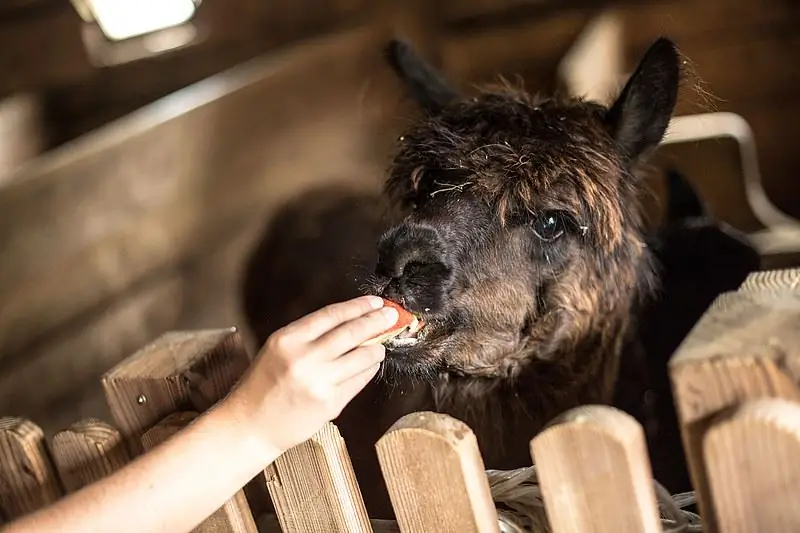 Come costruire una fattoria: animali da fattoria, differenze fondamentali nella costruzione e nella pianificazione