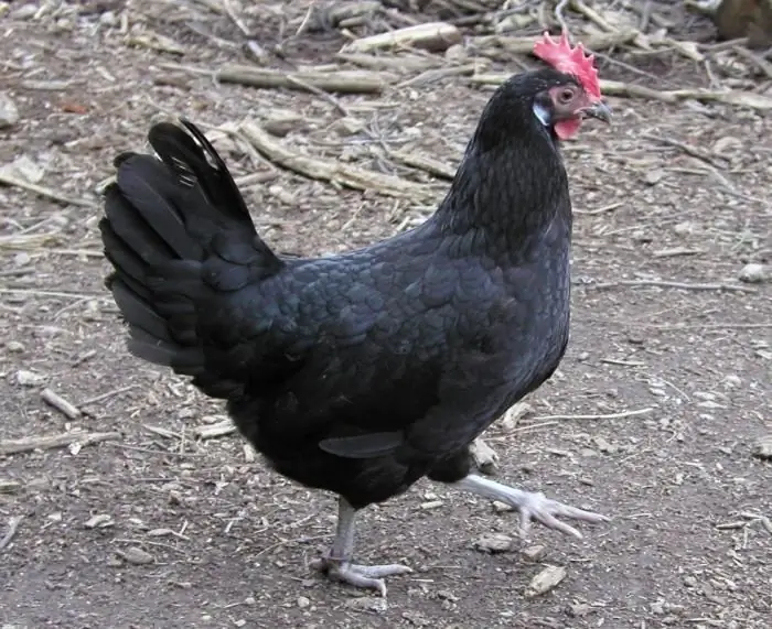 Breeds of laying hens: photos, names and descriptions