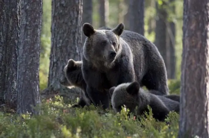 What to do if you meet a bear in the forest?