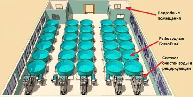 Élevage d'esturgeons en RAS : matériel, alimentation, technologie d'élevage, productivité et conseils de spécialistes de l'élevage