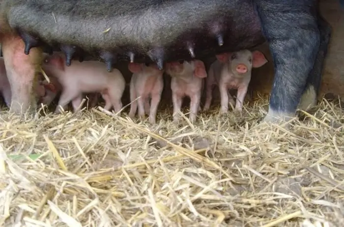 Pig breeding business