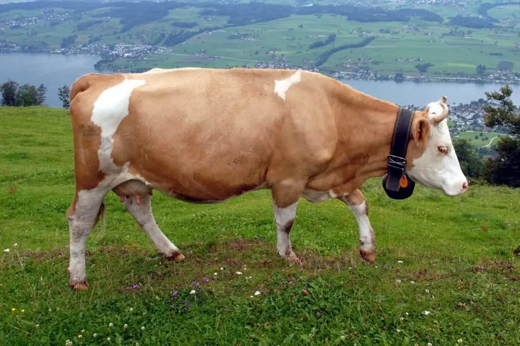 Cattle fascioliasis: סיבות, תסמינים, אבחון, טיפול ומניעה