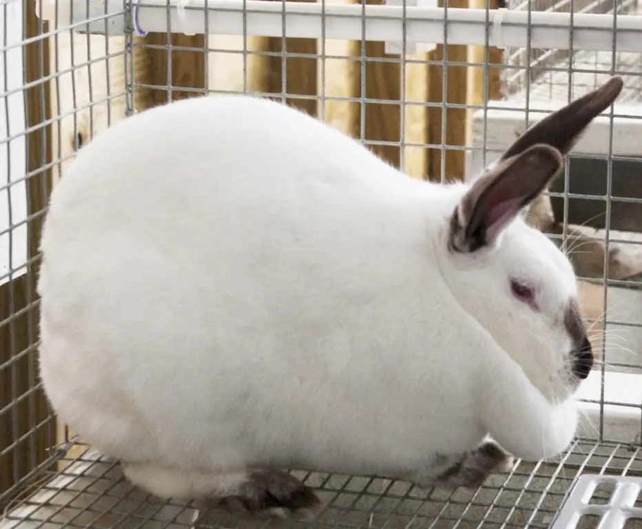 Can rabbits eat wheat? Features of the care and feeding of rabbits, diet, tips and tricks