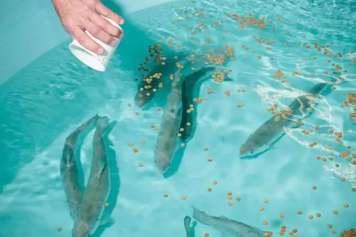 Industrie de la pêche. Flotte de pêche. Entreprises de transformation du poisson. Loi fédérale "sur la pêche et la conservation des ressources biologiques aquatiques"