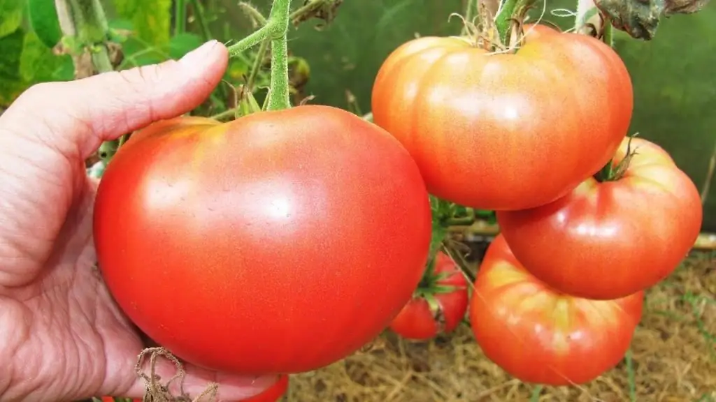 Tomate en campo abierto en Siberia: las mejores variedades y descripciones y fotos