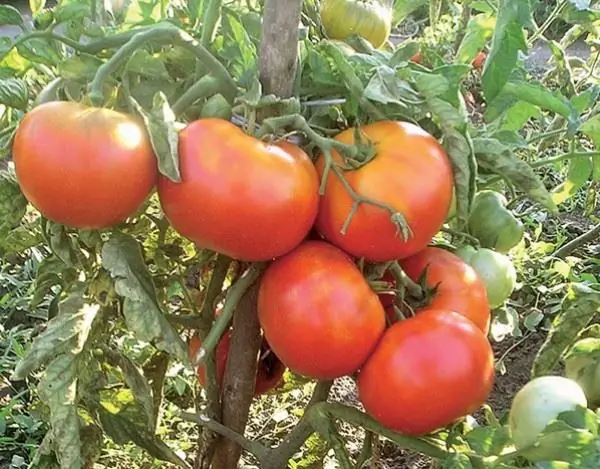 Ultra-tidlige tomatsorter: beskrivelse, foto, dyrkningsfunktioner, tips