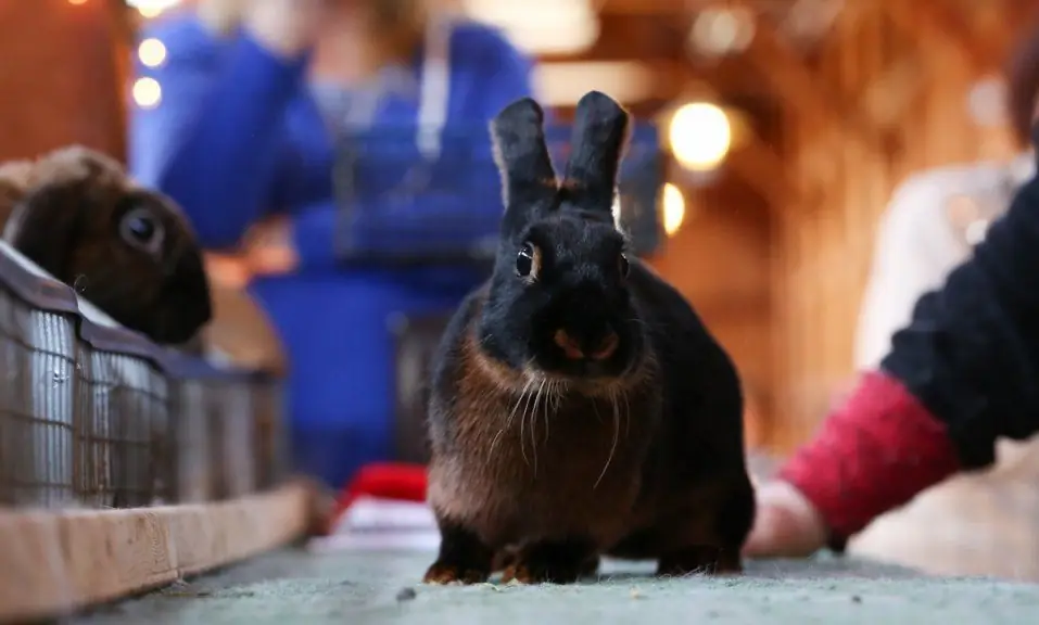 Wie kann man feststellen, ob ein Kaninchen ein Mädchen oder ein Junge ist? Wie man einen jungen Hasen von einem Mädchen unterscheidet