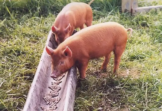 Bagaimana untuk memberi makan anak babi? Peraturan untuk membesar anak babi di rumah dan di ladang babi