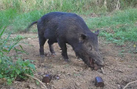 Cara memotong babi hutan: prosedur, aturan pemotongan, dan saran ahli