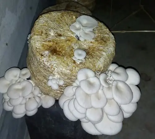 Substrate para sa oyster mushroom sa bahay