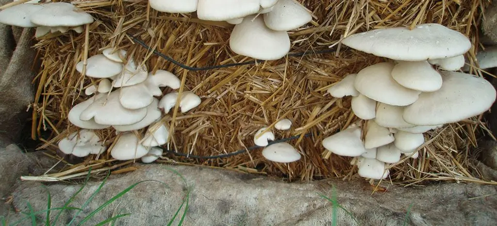 How to make a substrate for oyster mushrooms with your own hands at home