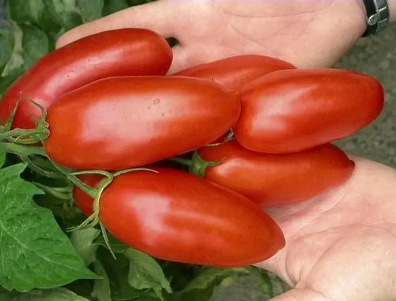 Tomato "Lady's Man": استعراض ، وصف ، وخصائص ، وخصائص الزراعة