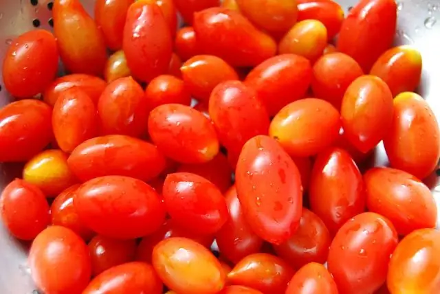 Cultivo de tomates en el campo