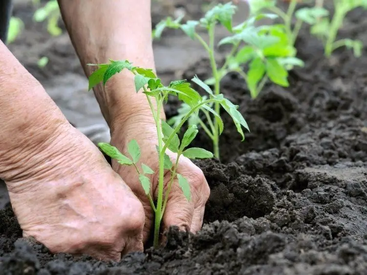 plantando tomates