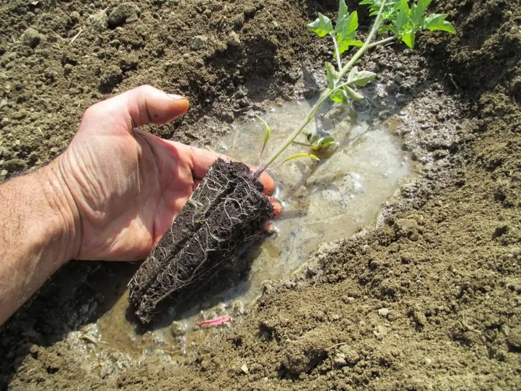 How to plant tomatoes