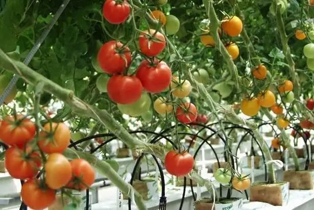 Tomaten in een kas