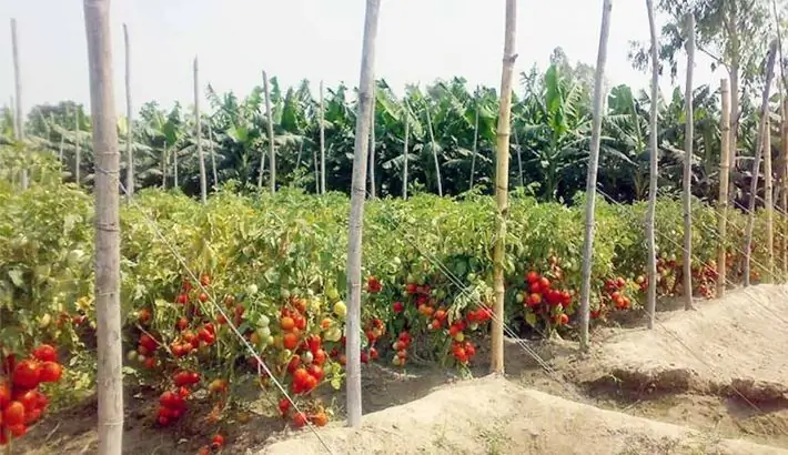 Tomatoes in the open field