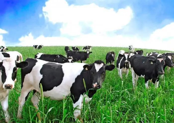 Dairy industry in Russia. Dairy industry enterprises: development and problems. Dairy and meat industry