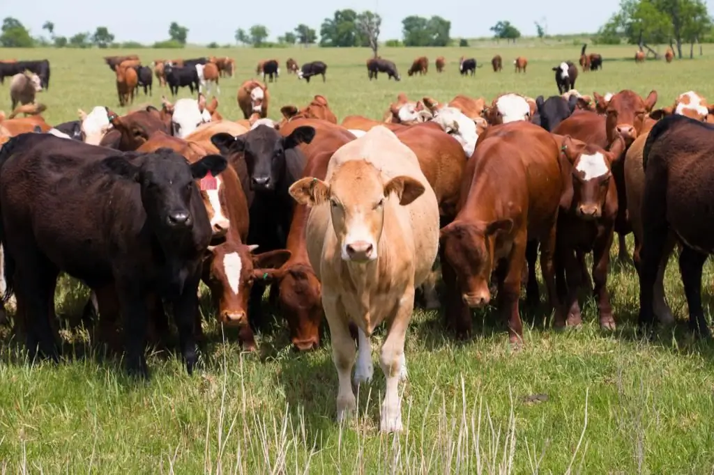 Cattle diseases: an overview of the most common diseases, causes, treatments