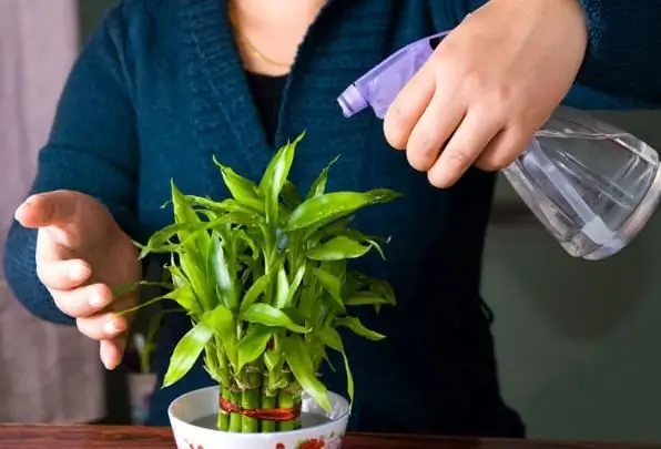 Fertilizzante "Ideal" - uno strumento universale per lo sviluppo e la crescita di piante da giardino, da giardino e da interno