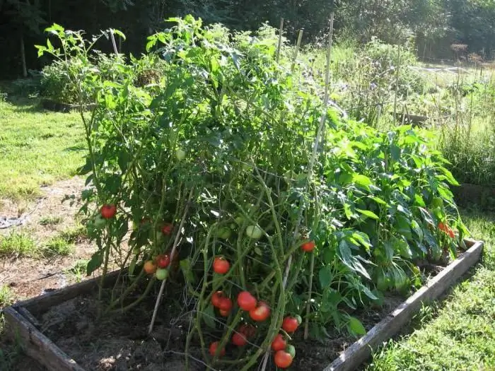 Tomatoes Rosemary F1: popis odrody a pestovanie