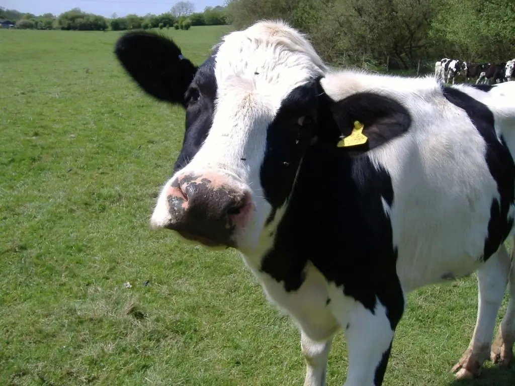 Was passiert, wenn die Kuh nicht gemolken wird. Warum gibt die Kuh keine Milch